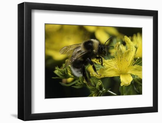 Bombus Hortorum (Small Garden Bumblebee)-Paul Starosta-Framed Photographic Print