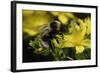 Bombus Hortorum (Small Garden Bumblebee)-Paul Starosta-Framed Photographic Print