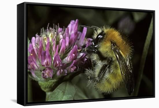 Bombus Pascuorum (Brown Bumblebee, Common Carder Bee)-Paul Starosta-Framed Stretched Canvas