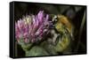 Bombus Pascuorum (Brown Bumblebee, Common Carder Bee)-Paul Starosta-Framed Stretched Canvas