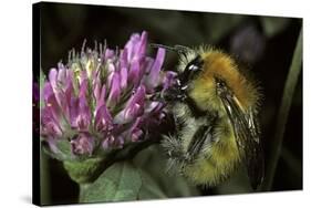 Bombus Pascuorum (Brown Bumblebee, Common Carder Bee)-Paul Starosta-Stretched Canvas