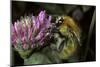 Bombus Pascuorum (Brown Bumblebee, Common Carder Bee)-Paul Starosta-Mounted Photographic Print