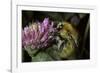 Bombus Pascuorum (Brown Bumblebee, Common Carder Bee)-Paul Starosta-Framed Photographic Print