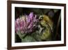 Bombus Pascuorum (Brown Bumblebee, Common Carder Bee)-Paul Starosta-Framed Photographic Print