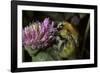 Bombus Pascuorum (Brown Bumblebee, Common Carder Bee)-Paul Starosta-Framed Photographic Print