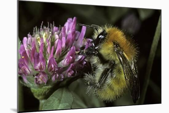 Bombus Pascuorum (Brown Bumblebee, Common Carder Bee)-Paul Starosta-Mounted Photographic Print