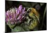 Bombus Pascuorum (Brown Bumblebee, Common Carder Bee)-Paul Starosta-Mounted Photographic Print