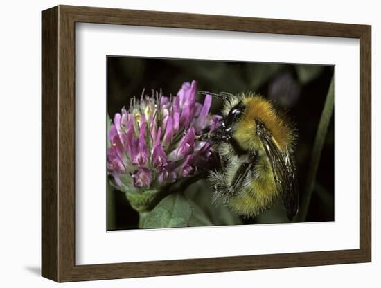 Bombus Pascuorum (Brown Bumblebee, Common Carder Bee)-Paul Starosta-Framed Photographic Print