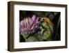 Bombus Pascuorum (Brown Bumblebee, Common Carder Bee)-Paul Starosta-Framed Photographic Print