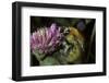 Bombus Pascuorum (Brown Bumblebee, Common Carder Bee)-Paul Starosta-Framed Photographic Print