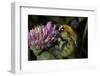 Bombus Pascuorum (Brown Bumblebee, Common Carder Bee)-Paul Starosta-Framed Photographic Print