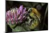 Bombus Pascuorum (Brown Bumblebee, Common Carder Bee)-Paul Starosta-Mounted Photographic Print