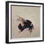 Bombus terrestis 8, 2013-Odile Kidd-Framed Giclee Print