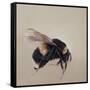 Bombus terrestis 8, 2013-Odile Kidd-Framed Stretched Canvas