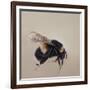 Bombus terrestis 8, 2013-Odile Kidd-Framed Giclee Print