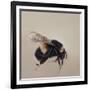 Bombus terrestis 8, 2013-Odile Kidd-Framed Giclee Print