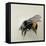 Bombus terrestris 1, 2008-Odile Kidd-Framed Stretched Canvas