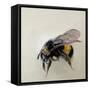 Bombus terrestris 1, 2008-Odile Kidd-Framed Stretched Canvas