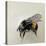 Bombus terrestris 1, 2008-Odile Kidd-Stretched Canvas