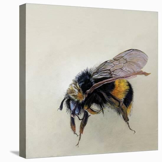 Bombus terrestris 1, 2008-Odile Kidd-Stretched Canvas