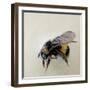 Bombus terrestris 1, 2008-Odile Kidd-Framed Giclee Print