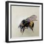 Bombus terrestris 1, 2008-Odile Kidd-Framed Giclee Print