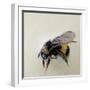 Bombus terrestris 1, 2008-Odile Kidd-Framed Giclee Print