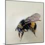 Bombus terrestris 1, 2008-Odile Kidd-Mounted Giclee Print