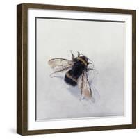 Bombus terrestris 11-Odile Kidd-Framed Giclee Print