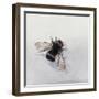 Bombus terrestris 11-Odile Kidd-Framed Giclee Print