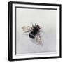 Bombus terrestris 11-Odile Kidd-Framed Giclee Print