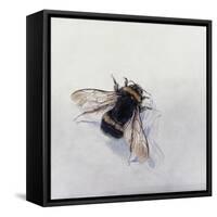 Bombus terrestris 11-Odile Kidd-Framed Stretched Canvas