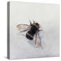 Bombus terrestris 11-Odile Kidd-Stretched Canvas