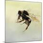 Bombus terrestris 4, 2011-Odile Kidd-Mounted Giclee Print