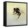 Bombus terrestris 4, 2011-Odile Kidd-Framed Stretched Canvas