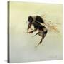 Bombus terrestris 4, 2011-Odile Kidd-Stretched Canvas