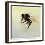 Bombus terrestris 4, 2011-Odile Kidd-Framed Giclee Print