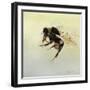 Bombus terrestris 4, 2011-Odile Kidd-Framed Giclee Print