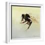 Bombus terrestris 4, 2011-Odile Kidd-Framed Giclee Print