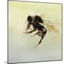 Bombus terrestris 4, 2011-Odile Kidd-Mounted Giclee Print