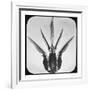 Bombus-Chris Dunker-Framed Collectable Print