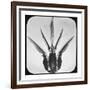 Bombus-Chris Dunker-Framed Collectable Print