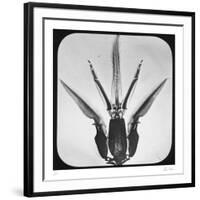 Bombus-Chris Dunker-Framed Collectable Print