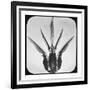 Bombus-Chris Dunker-Framed Collectable Print