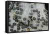 Bombyx Mori (Common Silkmoth) - Eggs with Some Newly Hatched Silkworms-Paul Starosta-Framed Stretched Canvas