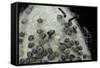 Bombyx Mori (Common Silkmoth) - Eggs with Some Newly Hatched Silkworms-Paul Starosta-Framed Stretched Canvas