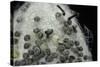 Bombyx Mori (Common Silkmoth) - Eggs with Some Newly Hatched Silkworms-Paul Starosta-Stretched Canvas