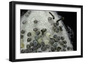 Bombyx Mori (Common Silkmoth) - Eggs with Some Newly Hatched Silkworms-Paul Starosta-Framed Photographic Print