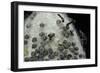 Bombyx Mori (Common Silkmoth) - Eggs with Some Newly Hatched Silkworms-Paul Starosta-Framed Photographic Print