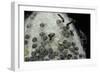 Bombyx Mori (Common Silkmoth) - Eggs with Some Newly Hatched Silkworms-Paul Starosta-Framed Photographic Print